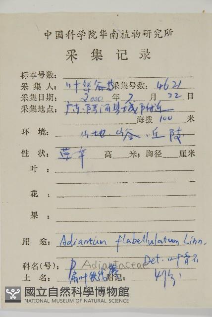 扇葉鐵線蕨藏品圖，第2張