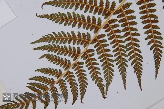 登錄號:P003712藏品圖，第3張