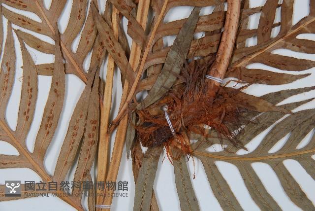 東方狗脊蕨藏品圖，第3張