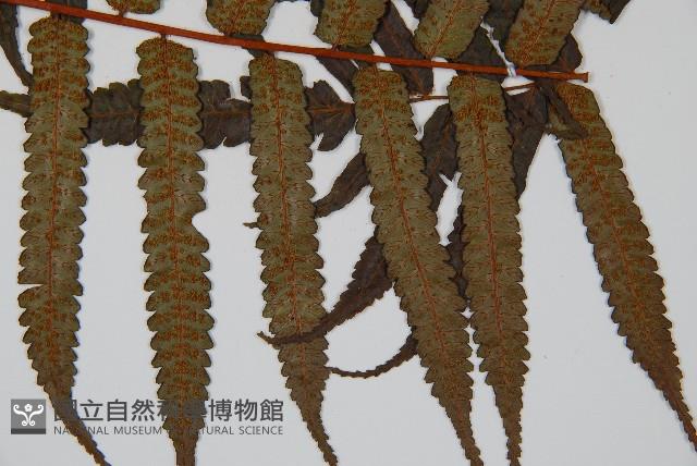 黑桫蕨藏品圖，第3張