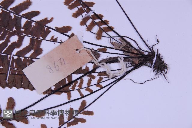 生芽鐵角蕨藏品圖，第3張