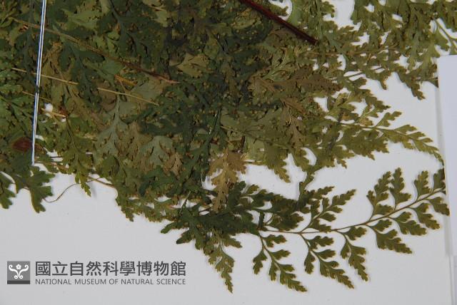 溪洞碗蕨藏品圖，第3張