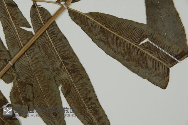 日本鳳丫蕨藏品圖，第3張