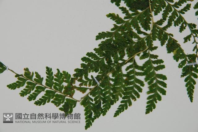 嫩鱗蓋蕨藏品圖，第3張
