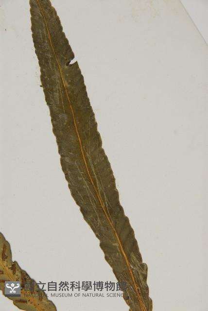 叢葉鐵角蕨藏品圖，第3張