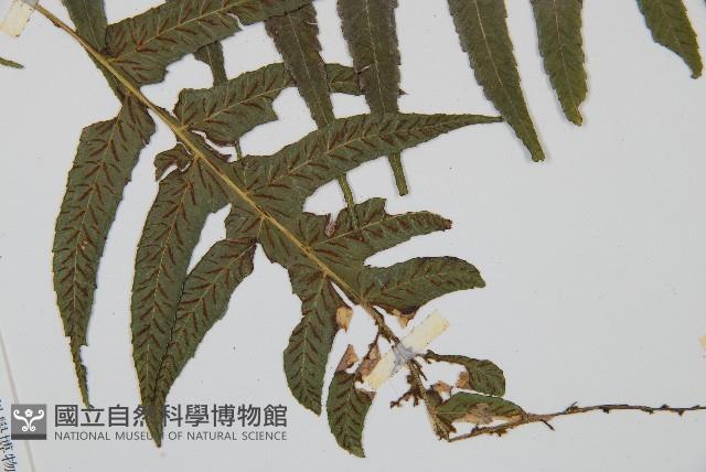 毛柄短腸蕨藏品圖，第3張
