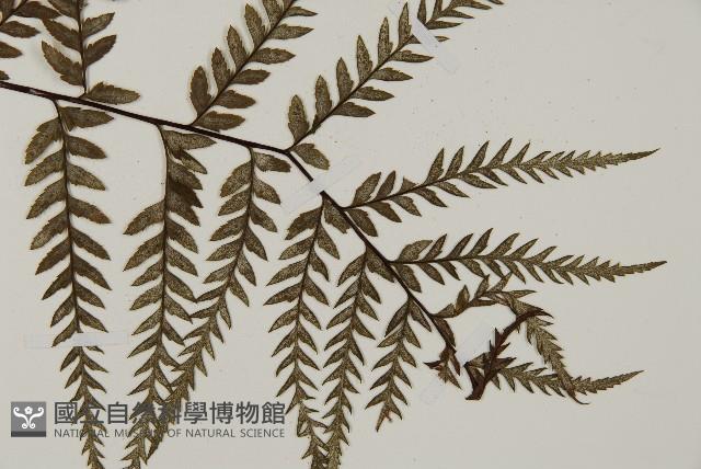 粉葉蕨藏品圖，第3張