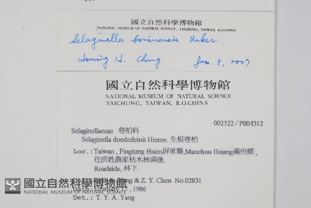 小笠原卷柏藏品圖，第2張