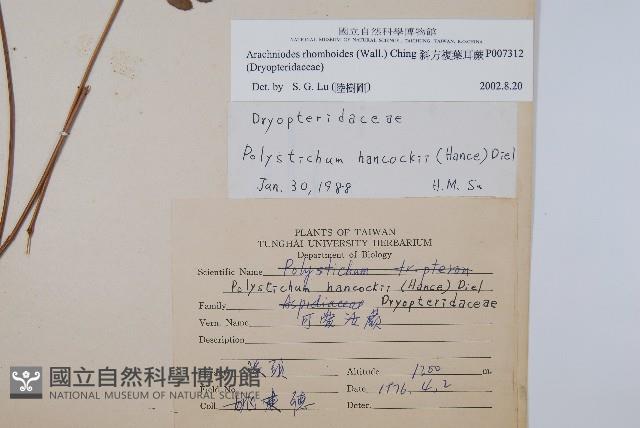 斜方複葉耳蕨藏品圖，第2張