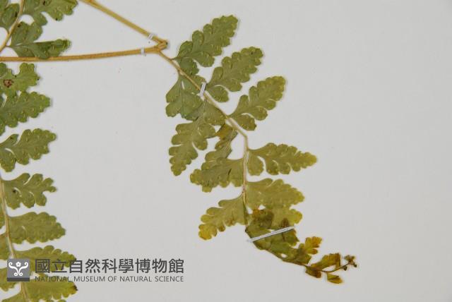 熱帶鱗蓋蕨藏品圖，第3張