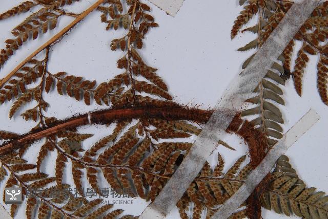 細葉複葉耳蕨藏品圖，第3張