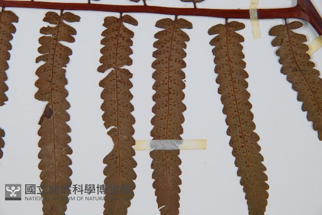 黑桫蕨藏品圖，第3張