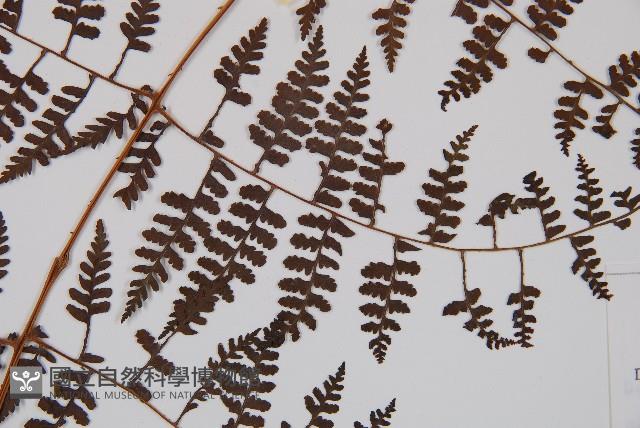 刺柄碗蕨藏品圖，第3張