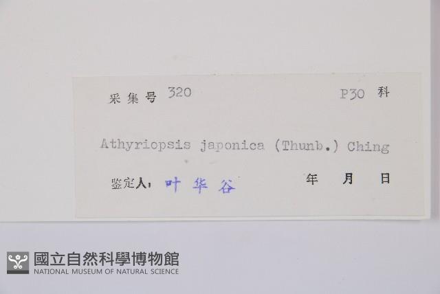 假蹄蓋蕨藏品圖，第6張