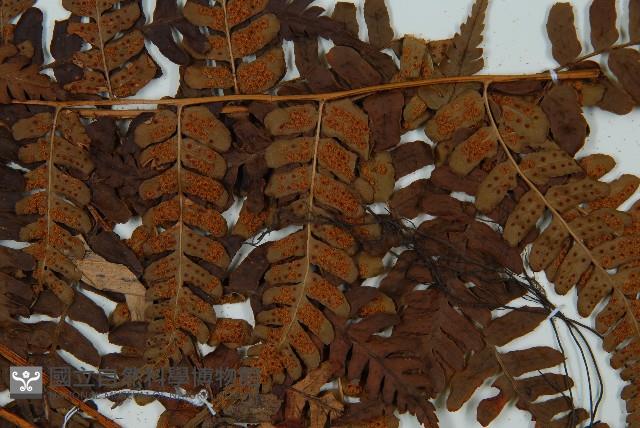 闊鱗鱗毛蕨藏品圖，第3張