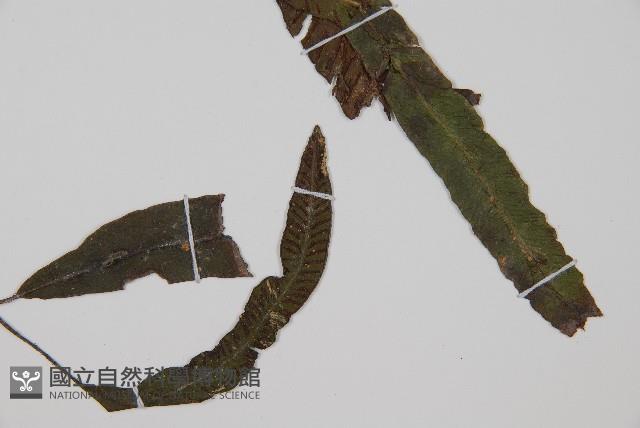 狹基巢蕨藏品圖，第3張