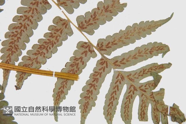 德氏雙蓋蕨藏品圖，第2張