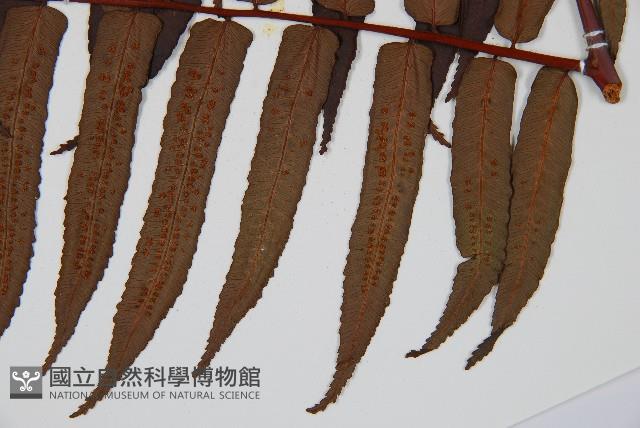 黑桫蕨藏品圖，第3張