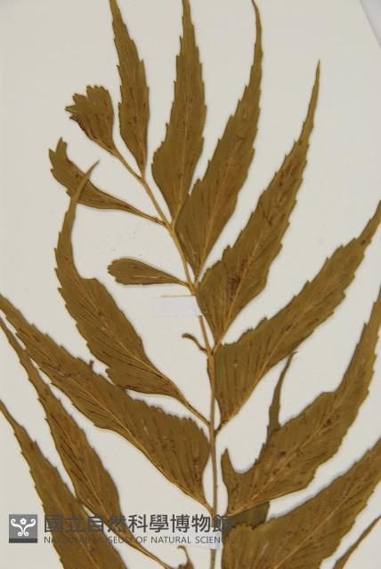 鐮葉鐵角蕨藏品圖，第3張