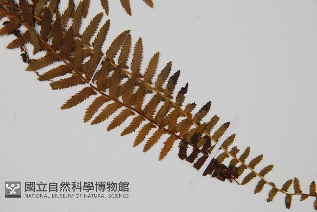 岩穴蕨藏品圖，第3張