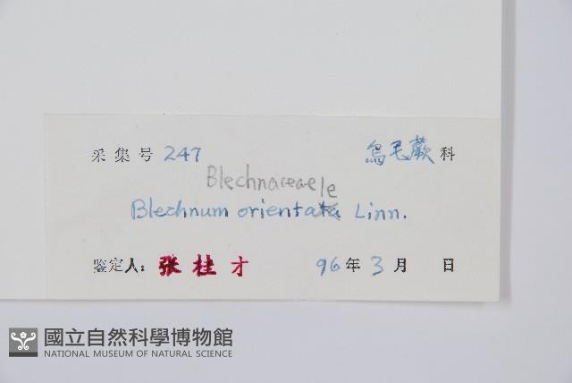 烏毛蕨藏品圖，第2張