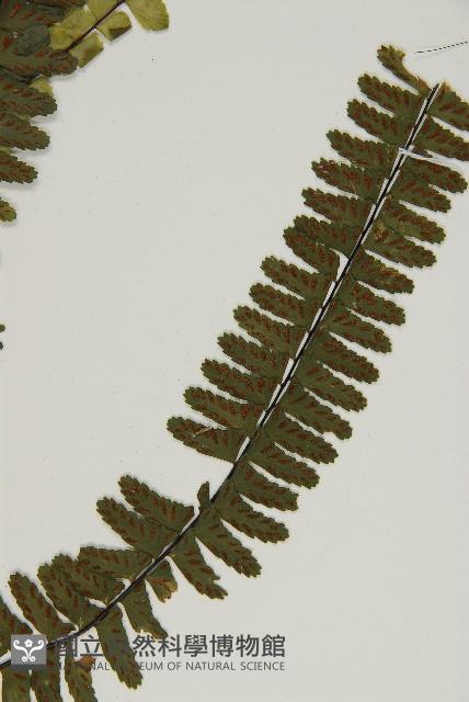生芽鐵角蕨藏品圖，第3張
