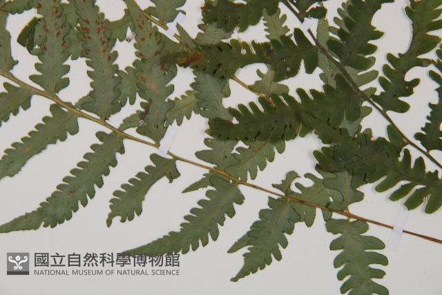 東洋蹄蓋蕨藏品圖，第3張