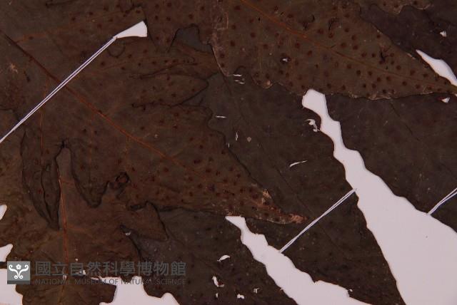 雲南三叉蕨藏品圖，第3張