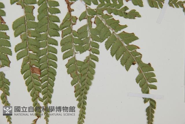 斜方複葉耳蕨藏品圖，第3張