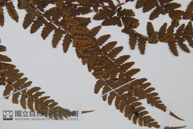 倉田氏蹄蓋蕨藏品圖，第3張