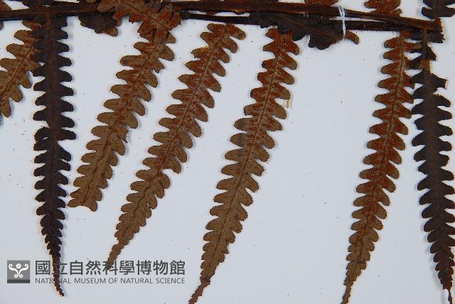 大葉黑桫欏藏品圖，第3張