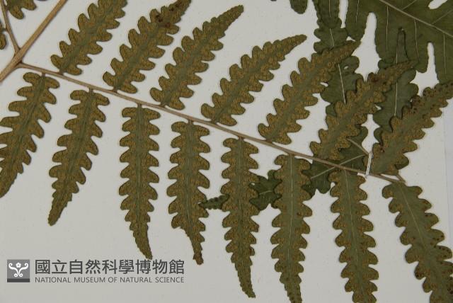 黃腺羽蕨藏品圖，第6張