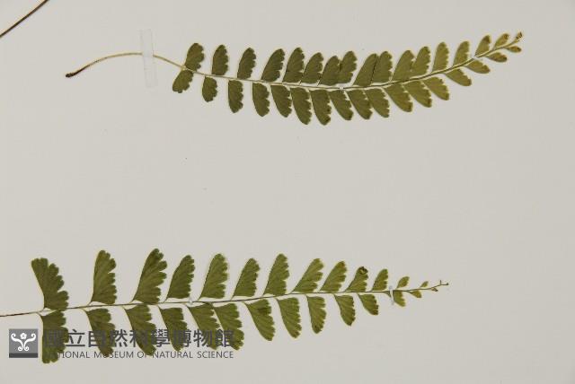 陵齒蕨、鱗始蕨藏品圖，第3張
