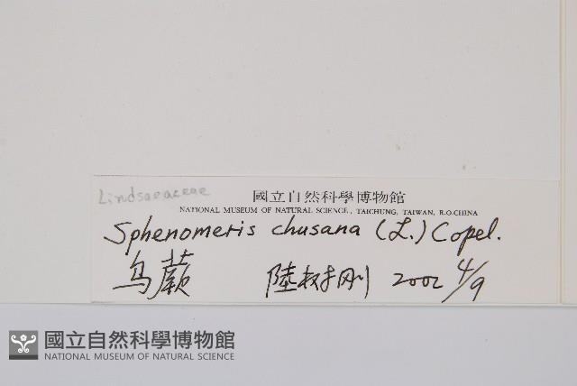 烏蕨藏品圖，第1張