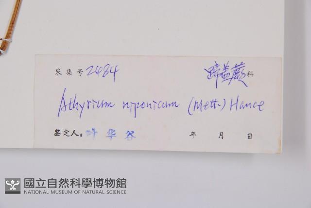 日本蹄蓋蕨藏品圖，第2張