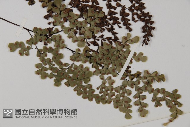 白背鐵線蕨藏品圖，第6張