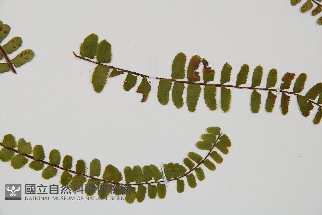 三翅鐵角蕨藏品圖，第3張