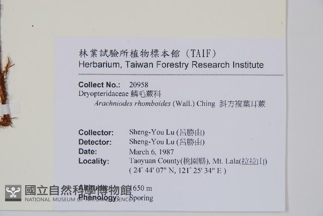 斜方複葉耳蕨藏品圖，第2張