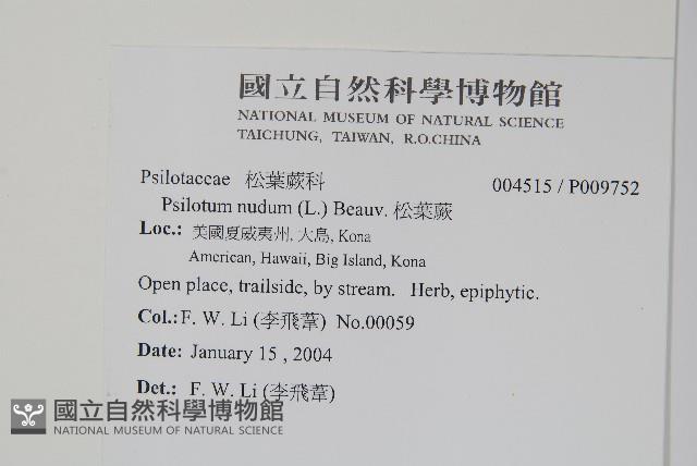 松葉蕨藏品圖，第2張