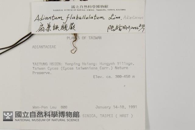 毛葉鐵線蕨藏品圖，第2張