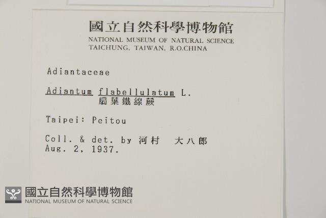 扇葉鐵線蕨藏品圖，第2張