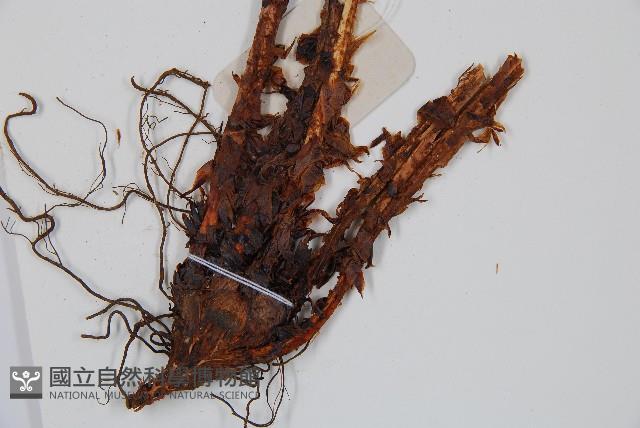 貫眾蕨藏品圖，第3張