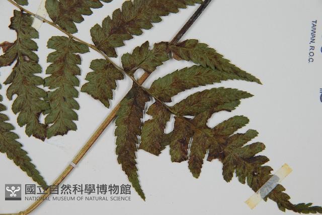 廣葉深山雙蓋蕨藏品圖，第3張