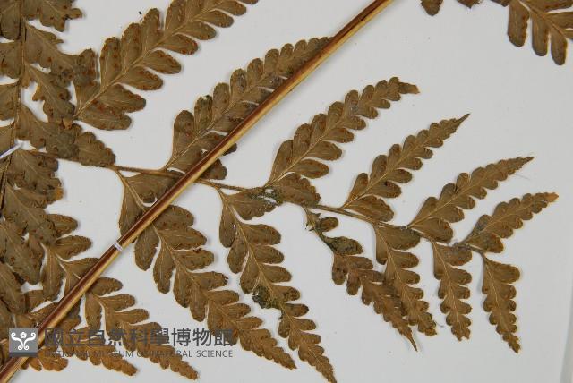 Accession Number:P009452 Collection Image, Figure 3, Total 5 Figures