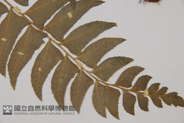 鐮羽貫眾藏品圖，第3張