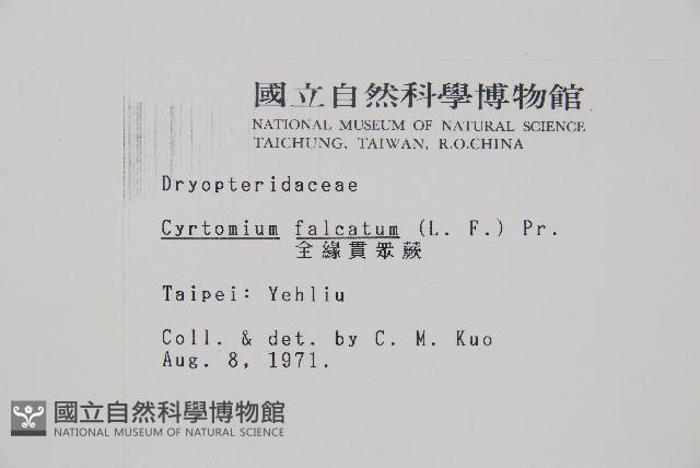 全緣貫眾蕨藏品圖，第2張