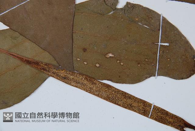 燕尾蕨藏品圖，第3張