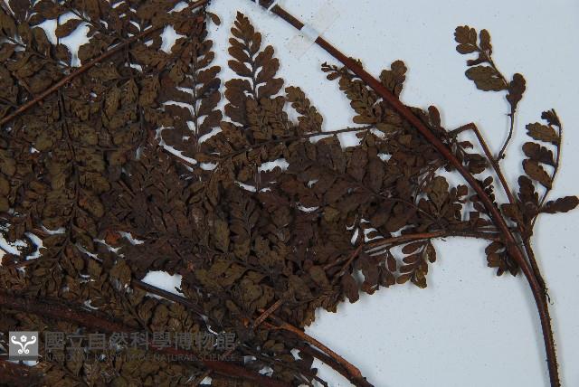 圓頭紅腺蕨藏品圖，第3張