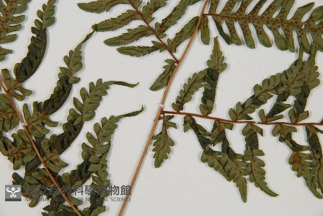 蘭嶼筆筒樹、蘭嶼桫欏藏品圖，第3張