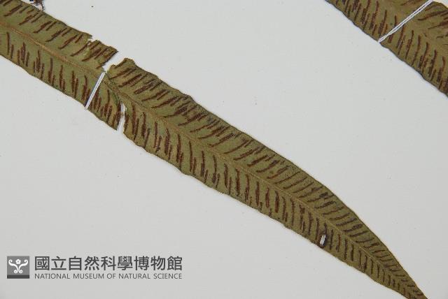 單葉雙蓋蕨藏品圖，第3張